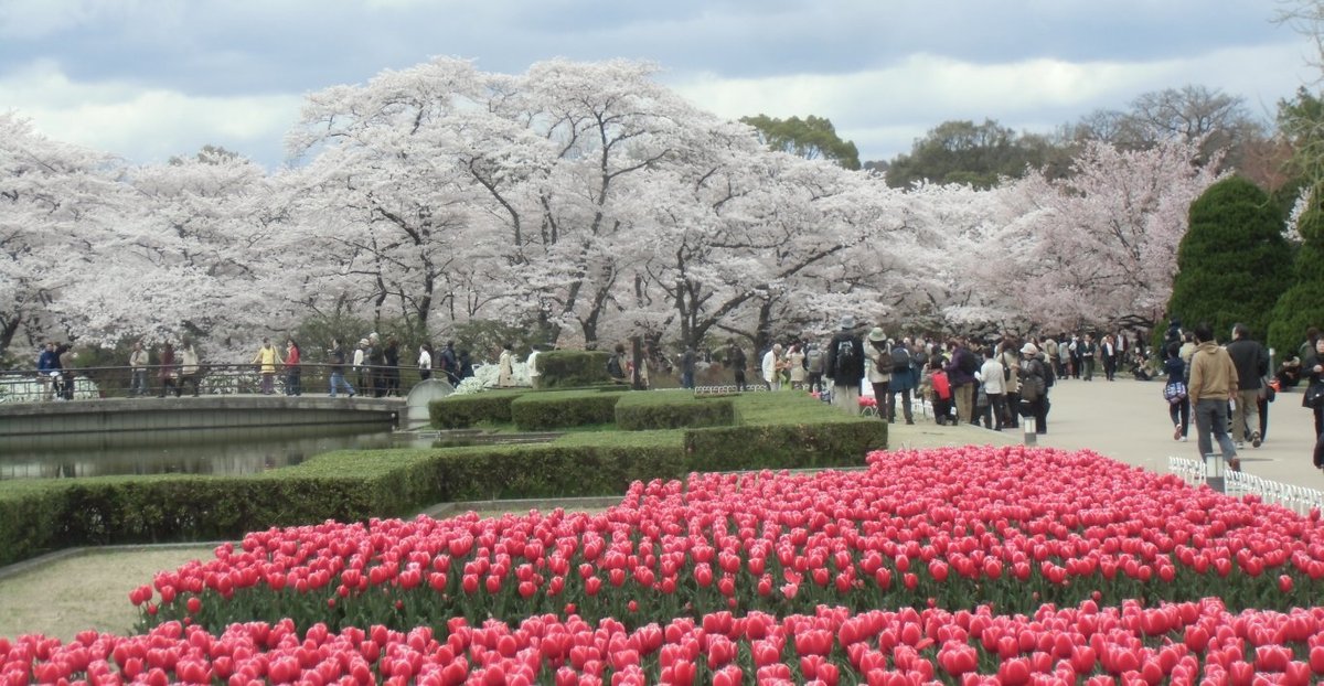 京都府立植物園の桜