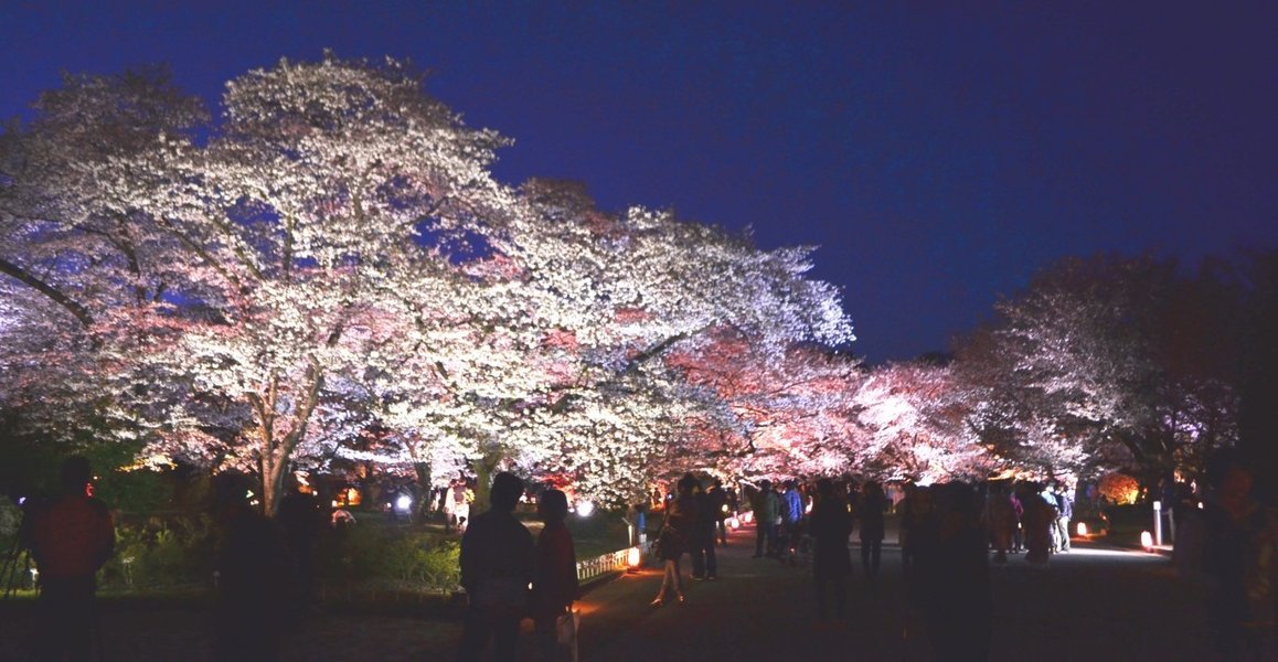 京都府立植物園の桜