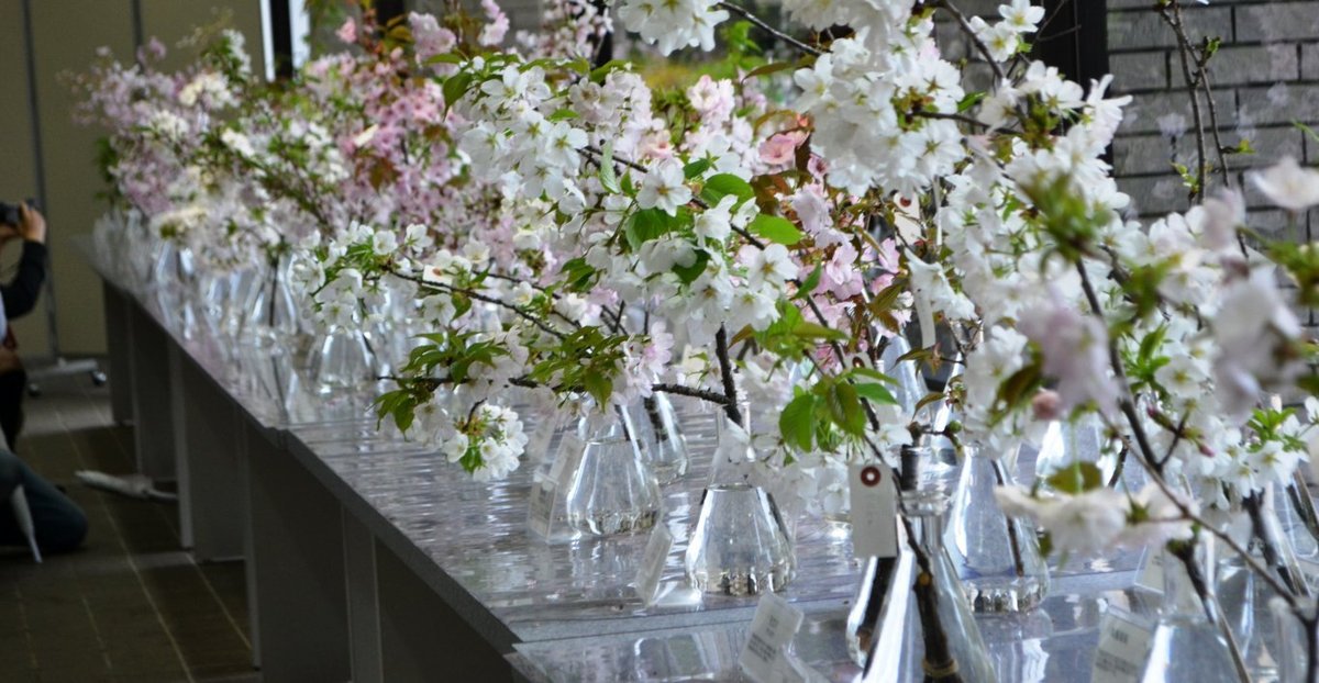 京都府立植物園の桜