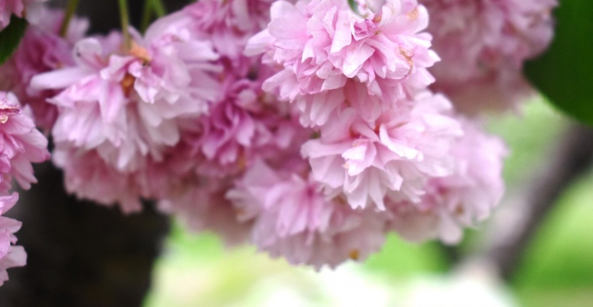 京都府立植物園の桜