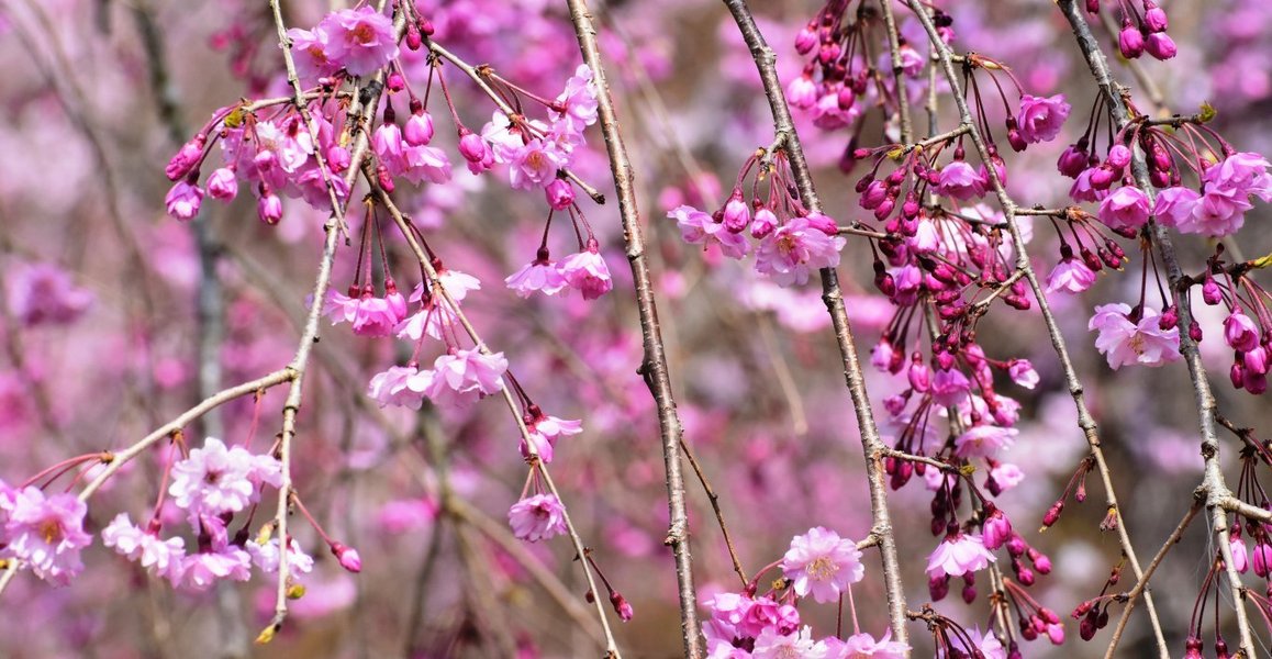 京都府立植物園の桜