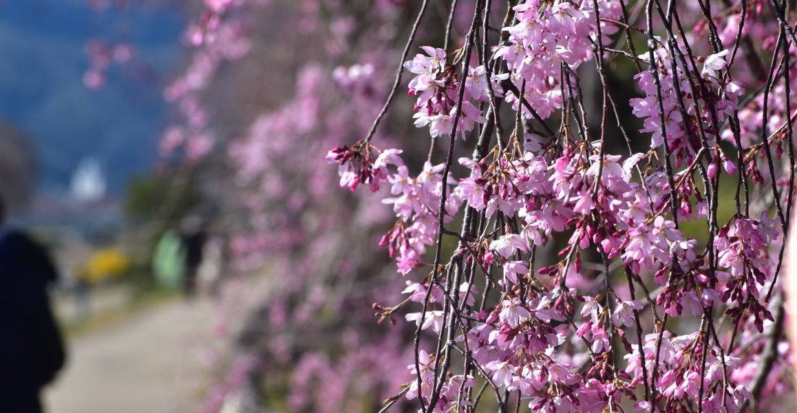 半木の道の八重紅枝垂桜