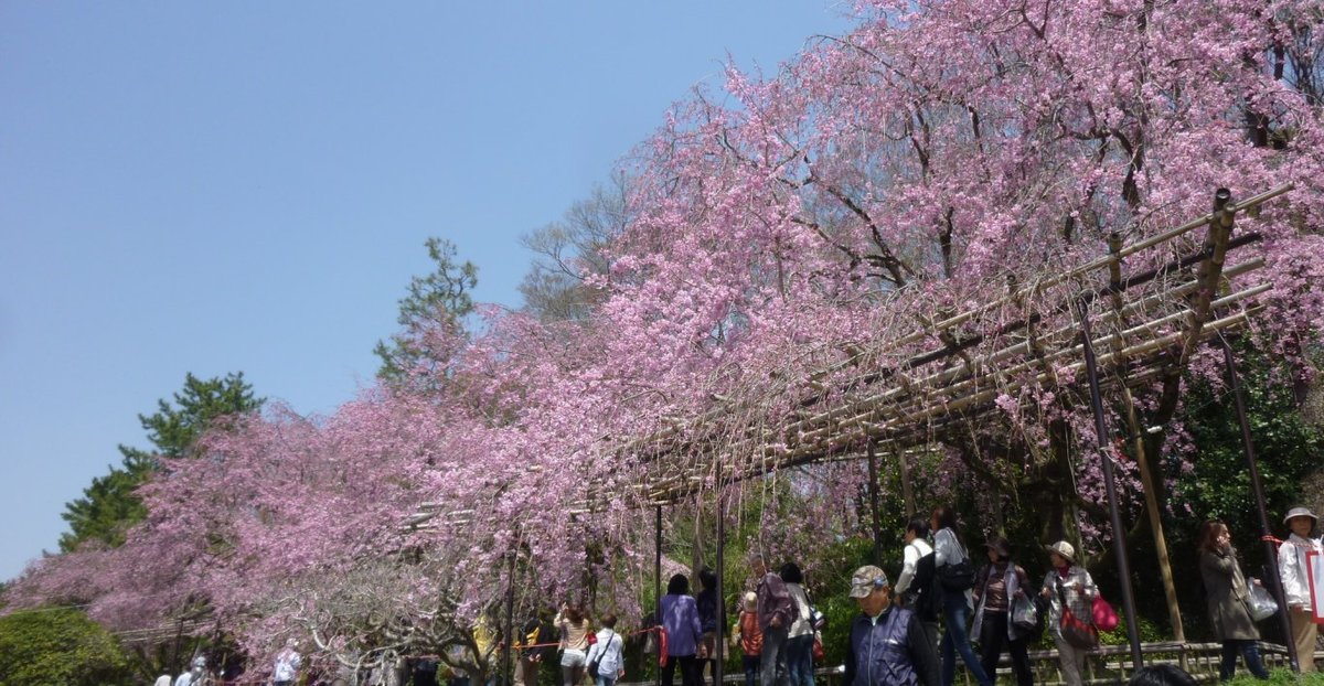 半木の道の八重紅枝垂桜