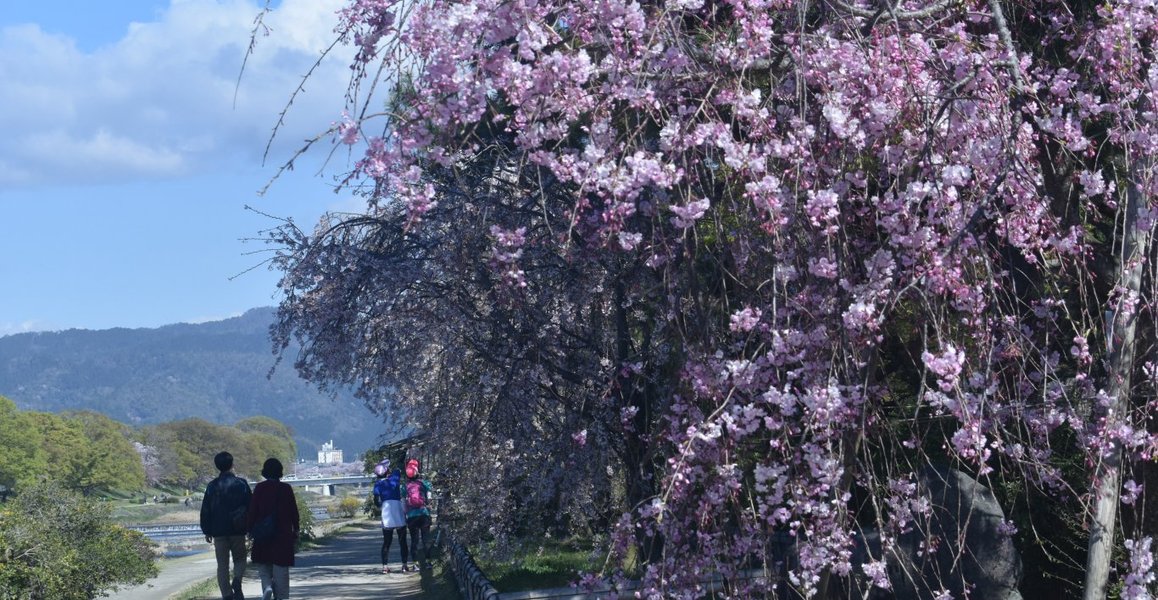 半木の道の八重紅枝垂桜