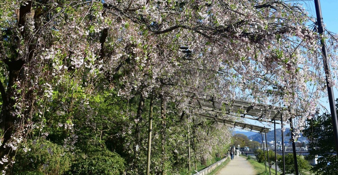 半木の道の八重紅枝垂桜