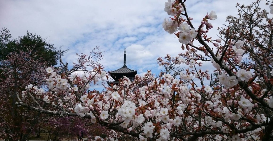 仁和寺の御室桜