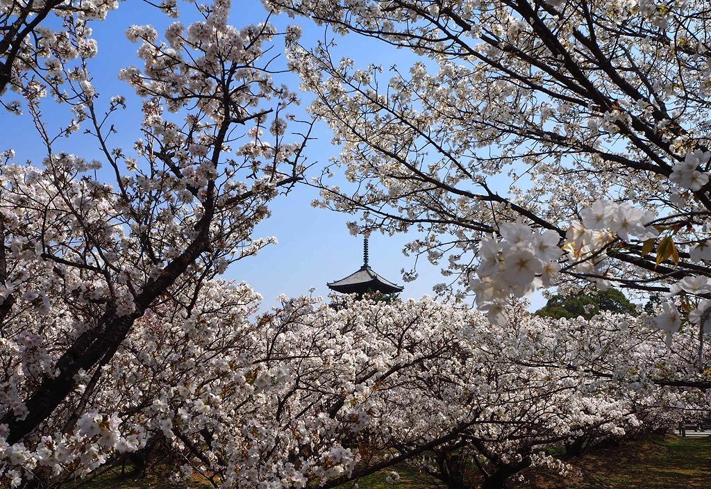 仁和寺の御室桜