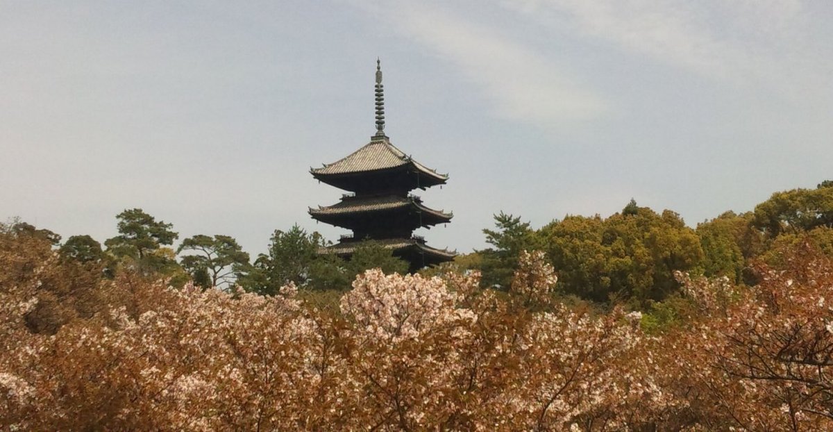 仁和寺の御室桜