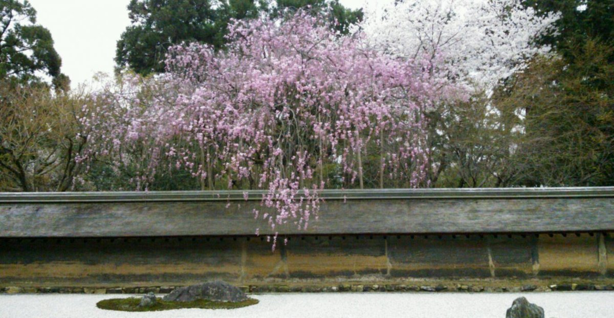 龍安寺の桜