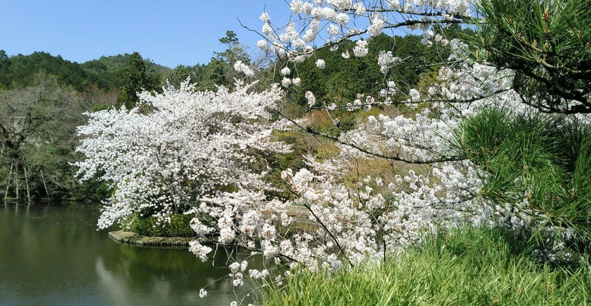 龍安寺の桜