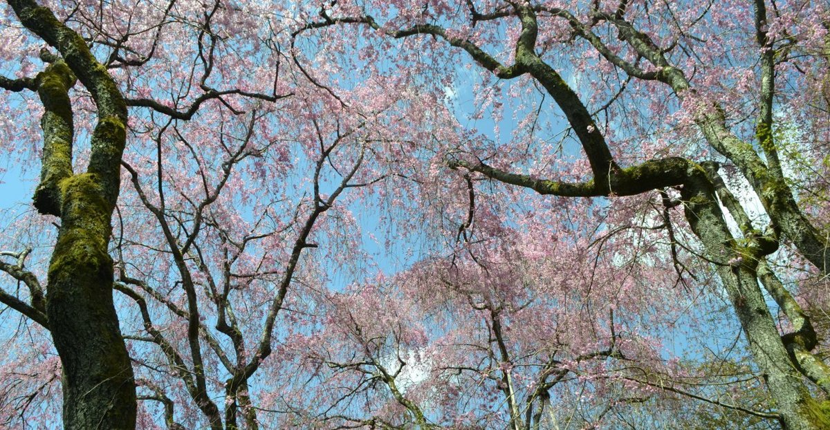 龍安寺の桜