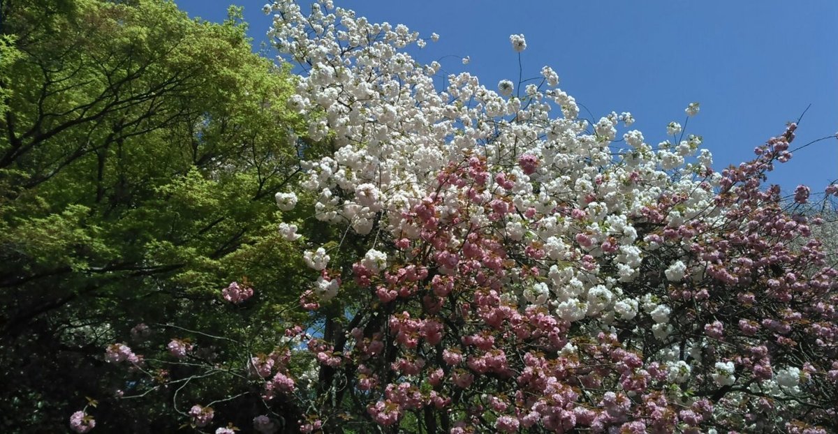 龍安寺の桜