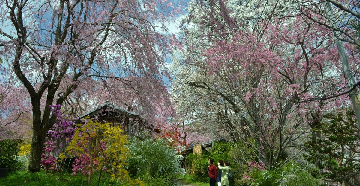 原谷苑の八重紅枝垂桜