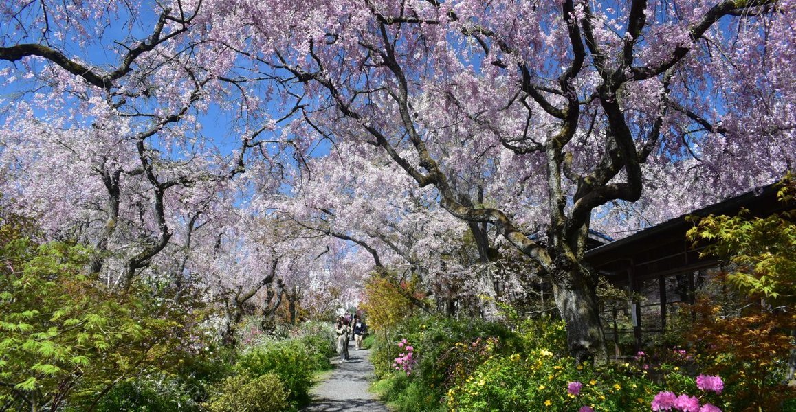 原谷苑の八重紅枝垂桜