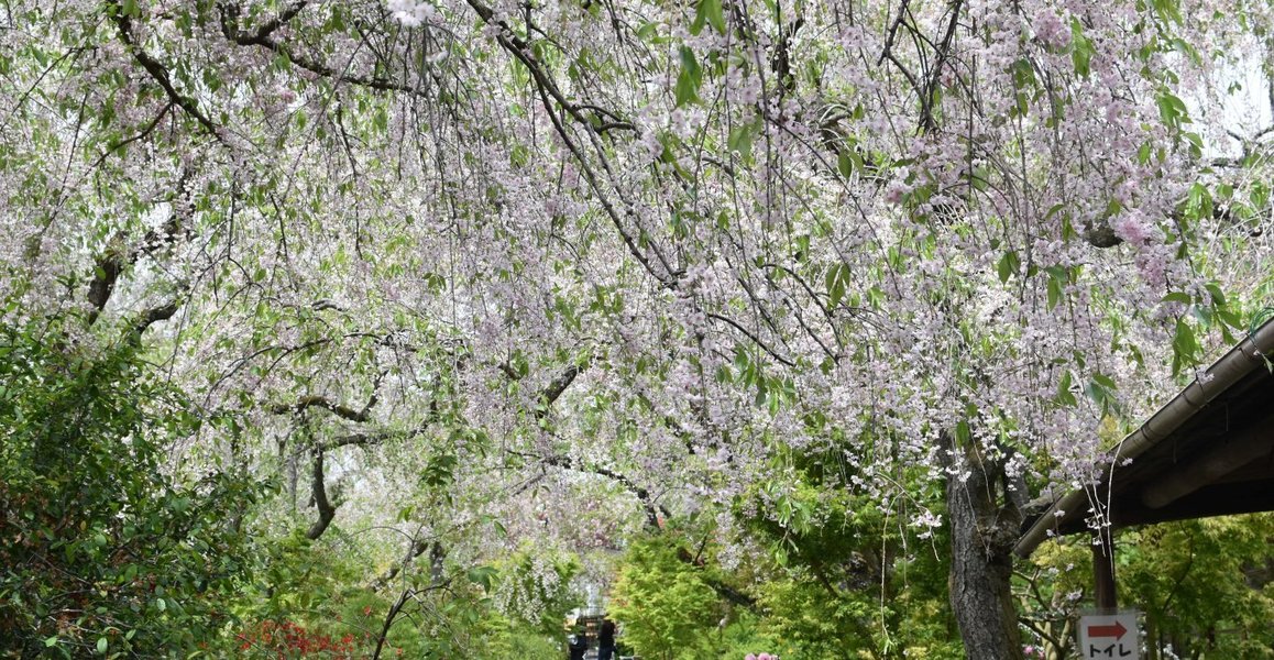 原谷苑の八重紅枝垂桜