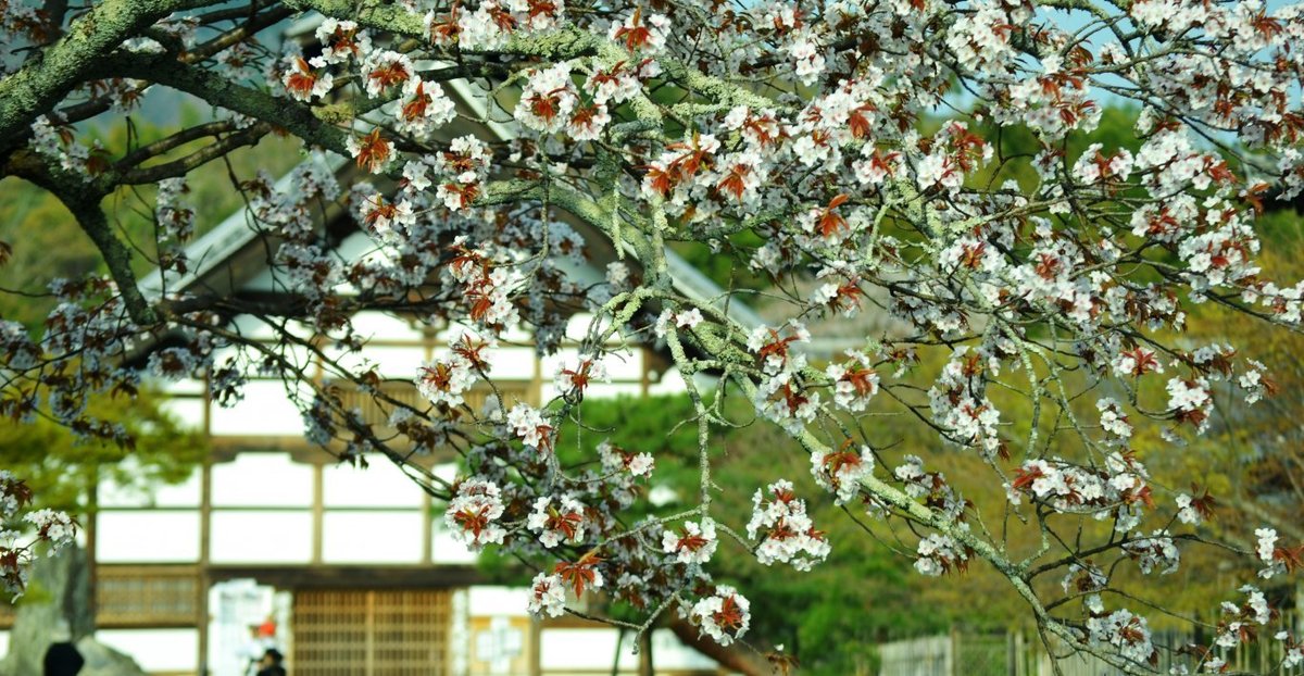 天龍寺の桜