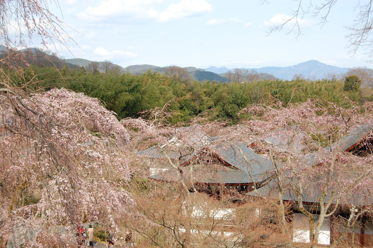 天龍寺の桜