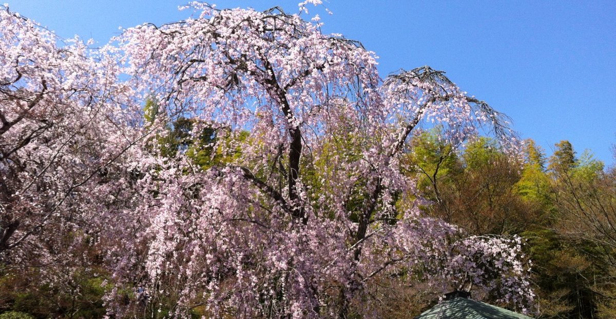 天龍寺の桜