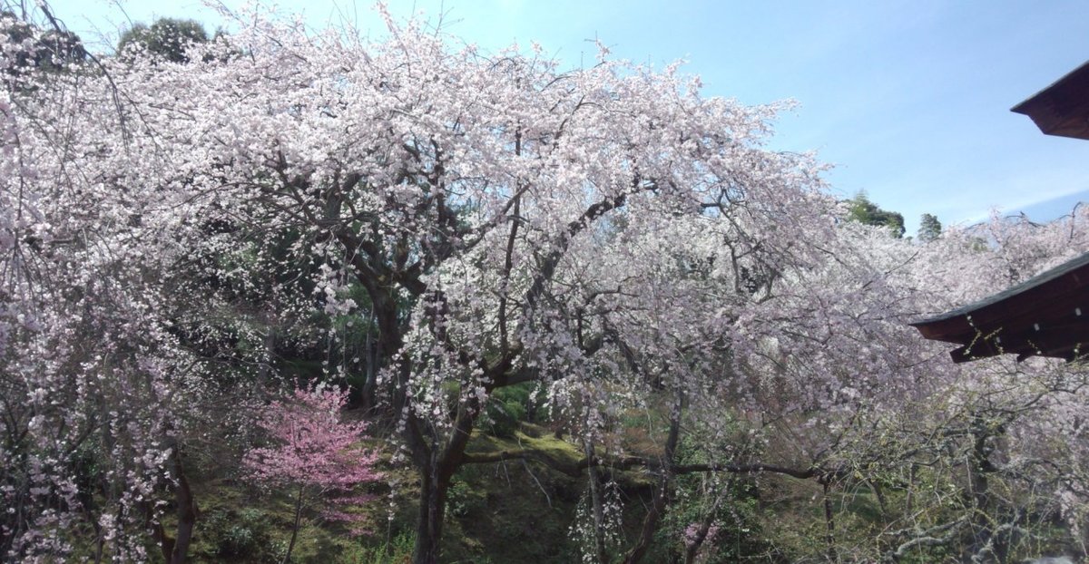 天龍寺の桜