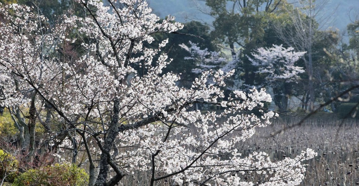 大沢池の桜