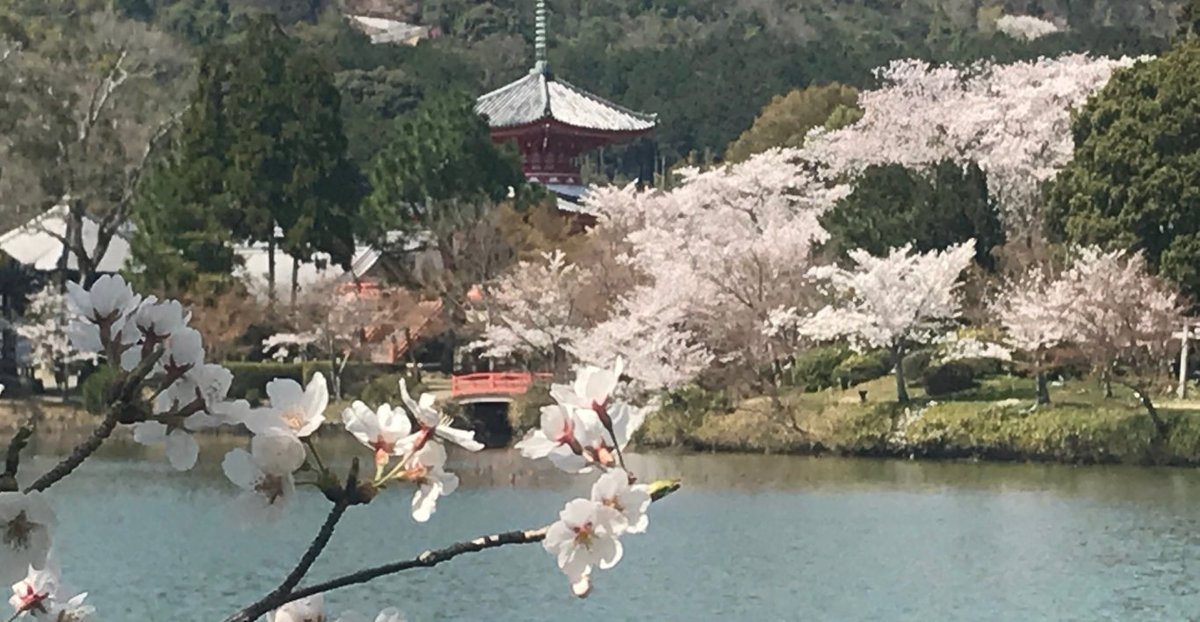 大沢池の桜