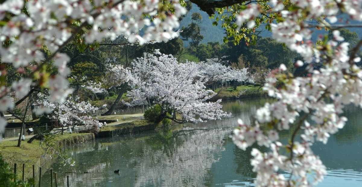 大沢池の桜