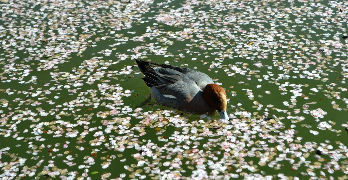 大沢池の桜