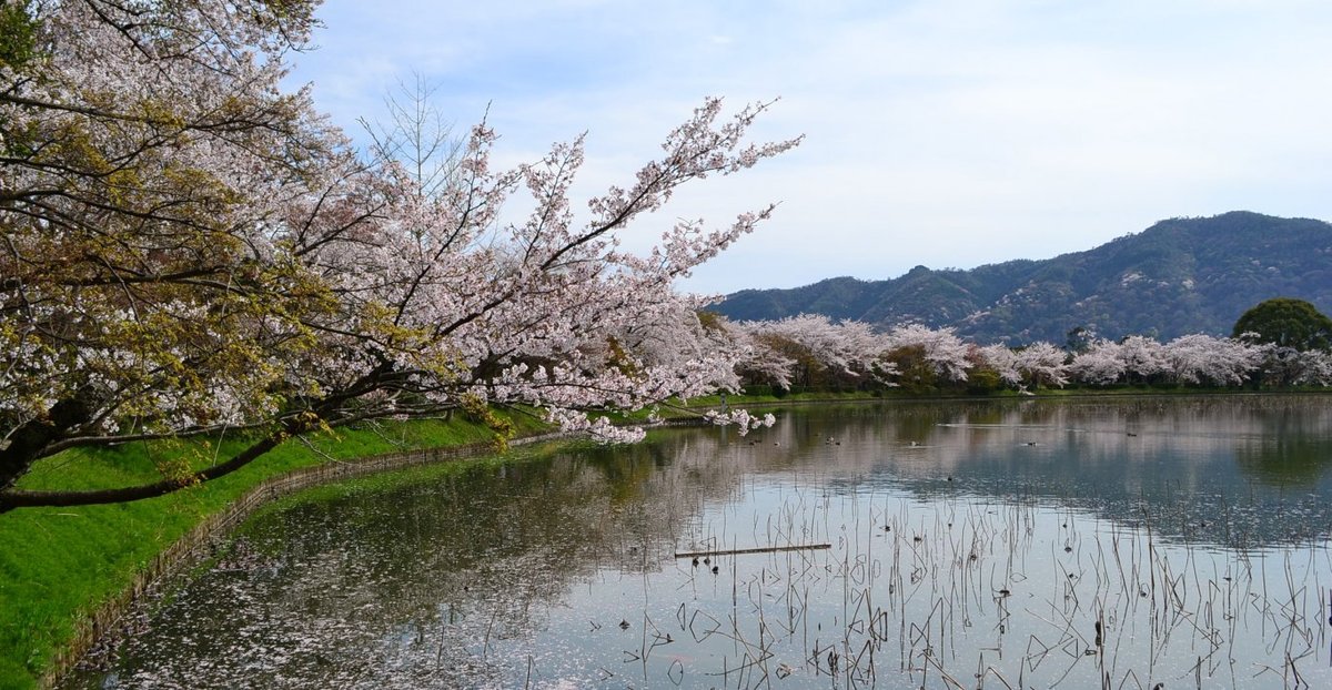 大沢池の桜