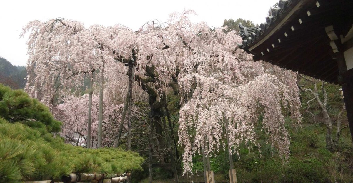 善峯寺の桜