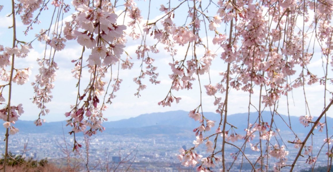 善峯寺の桜