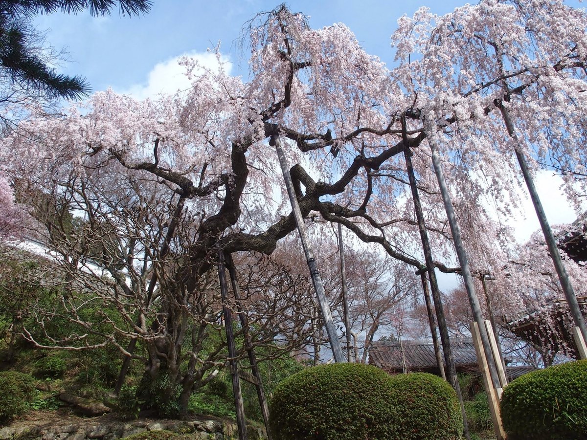 善峯寺の桜