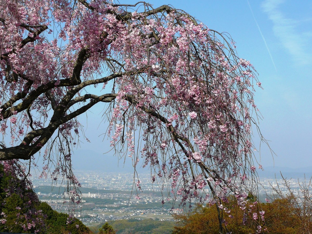 善峯寺の桜