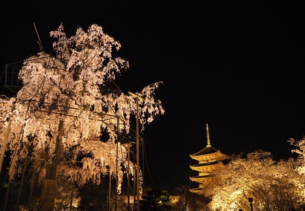 東寺の桜