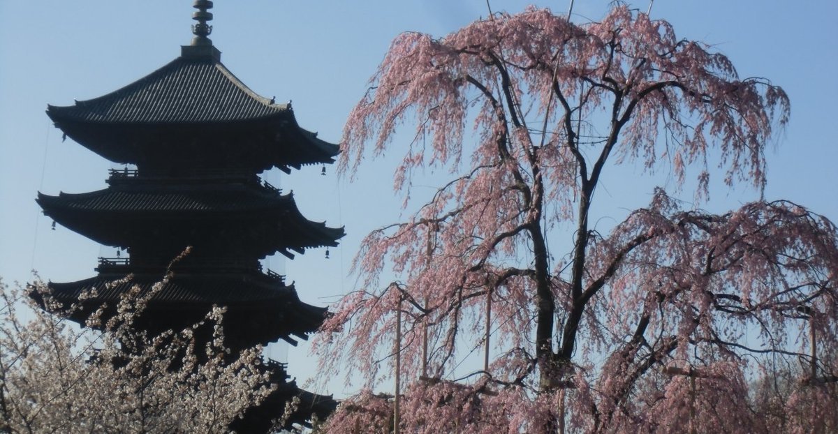 東寺の桜