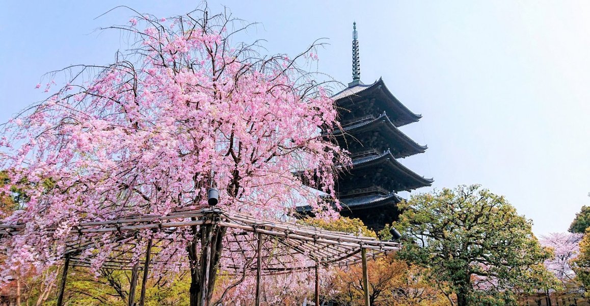 東寺の桜