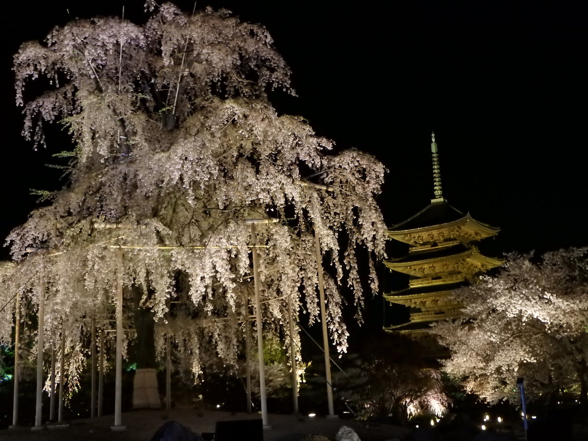 東寺の桜