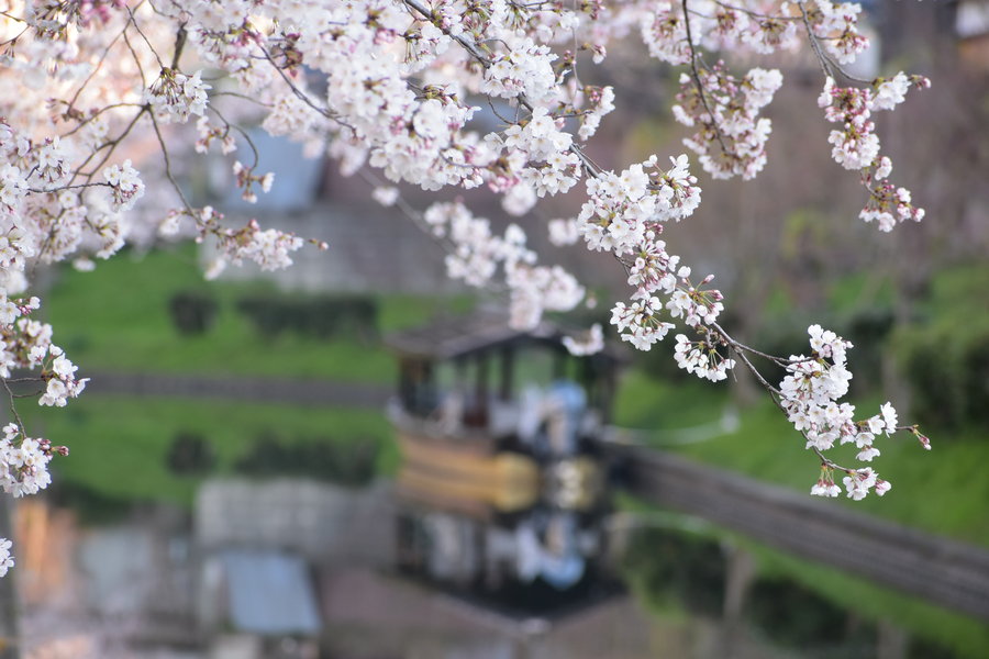 宇治川派流の桜