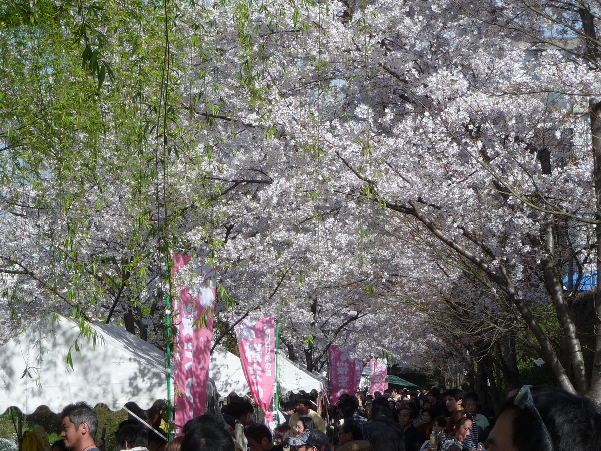 宇治川派流の桜