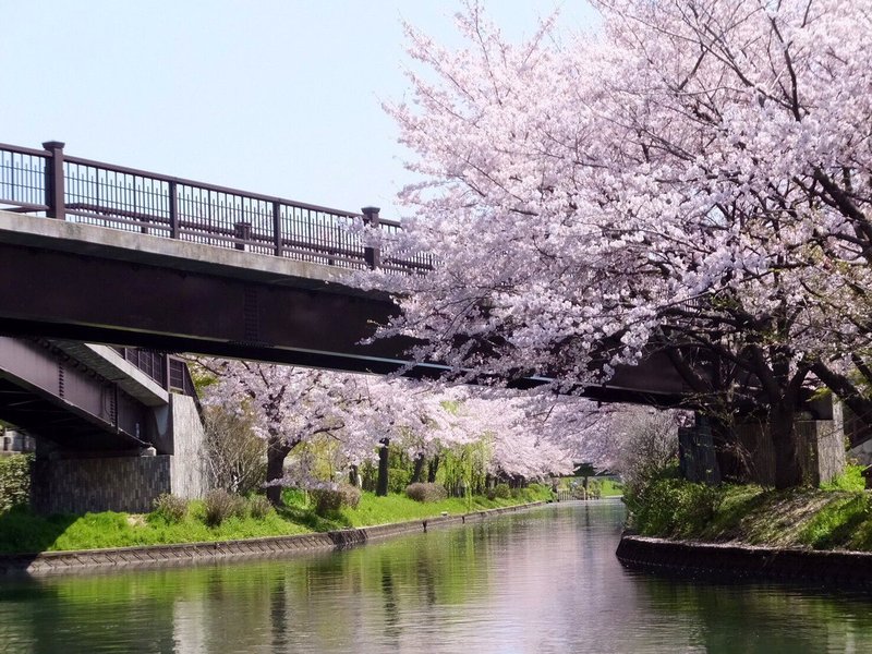 宇治川派流の桜