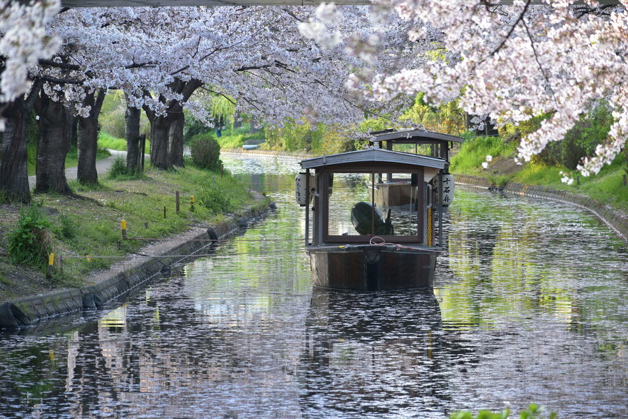 宇治川派流の桜