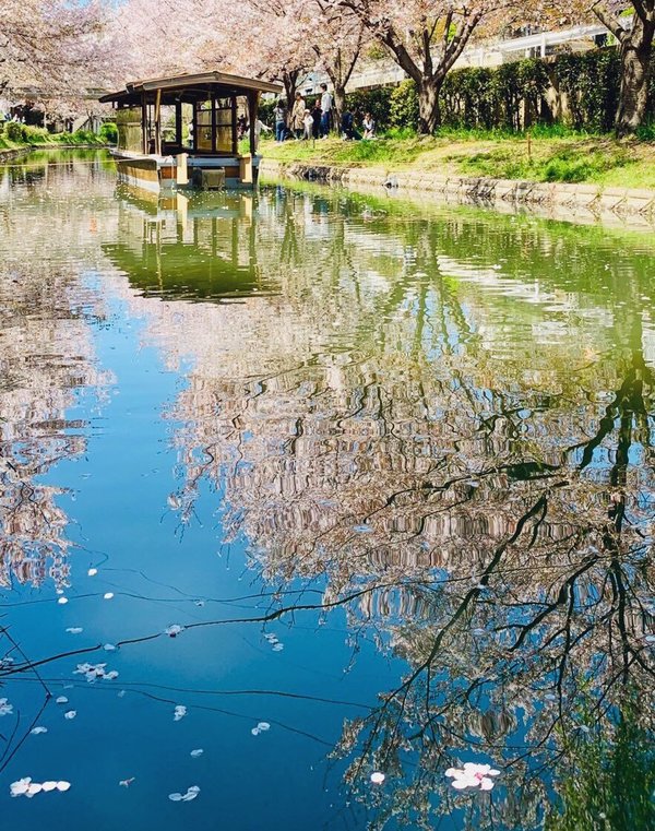 宇治川派流の桜