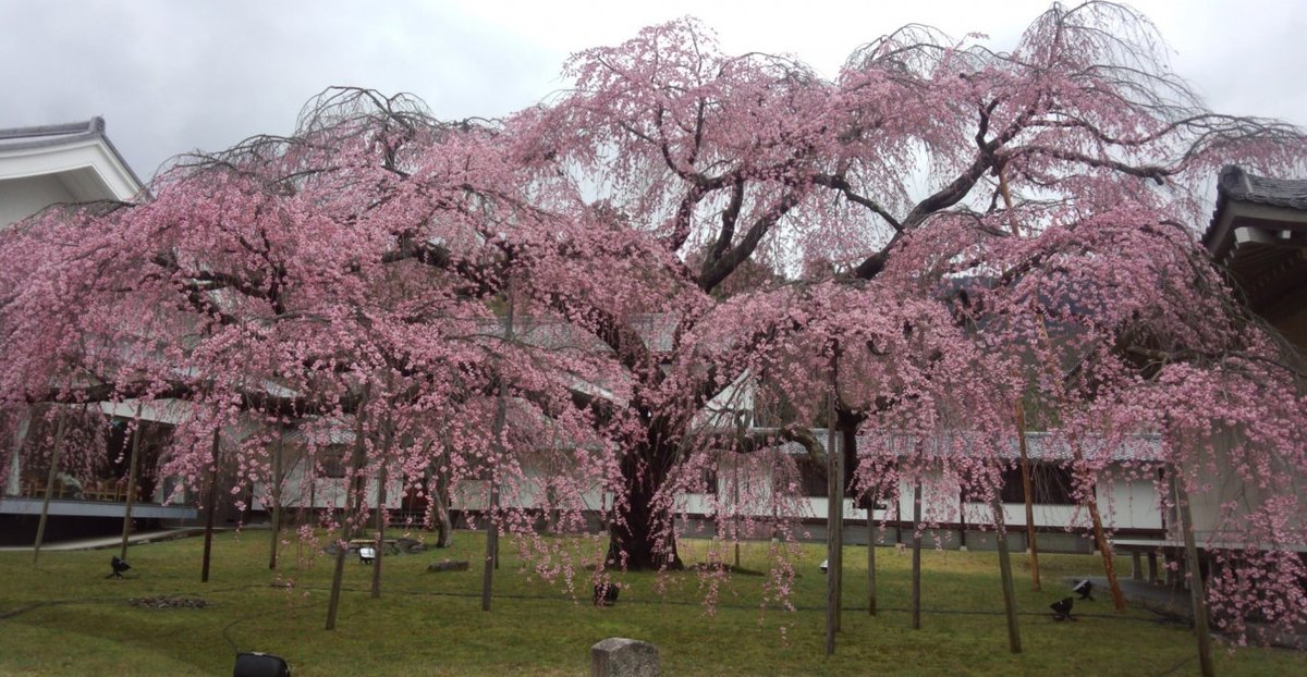 醍醐寺の桜