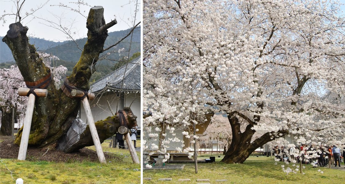 醍醐寺の桜