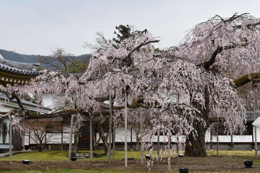 醍醐寺の桜