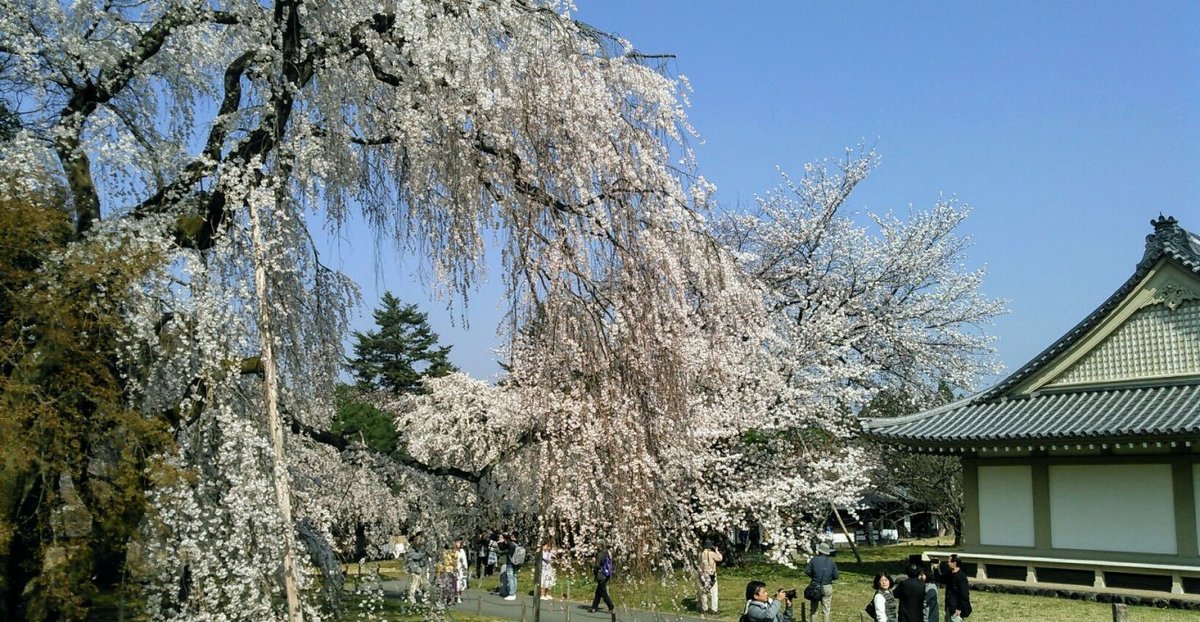 醍醐寺の桜