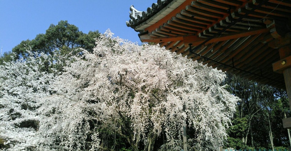 醍醐寺の桜