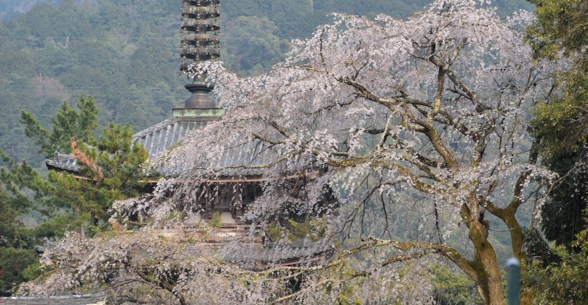 醍醐寺の桜