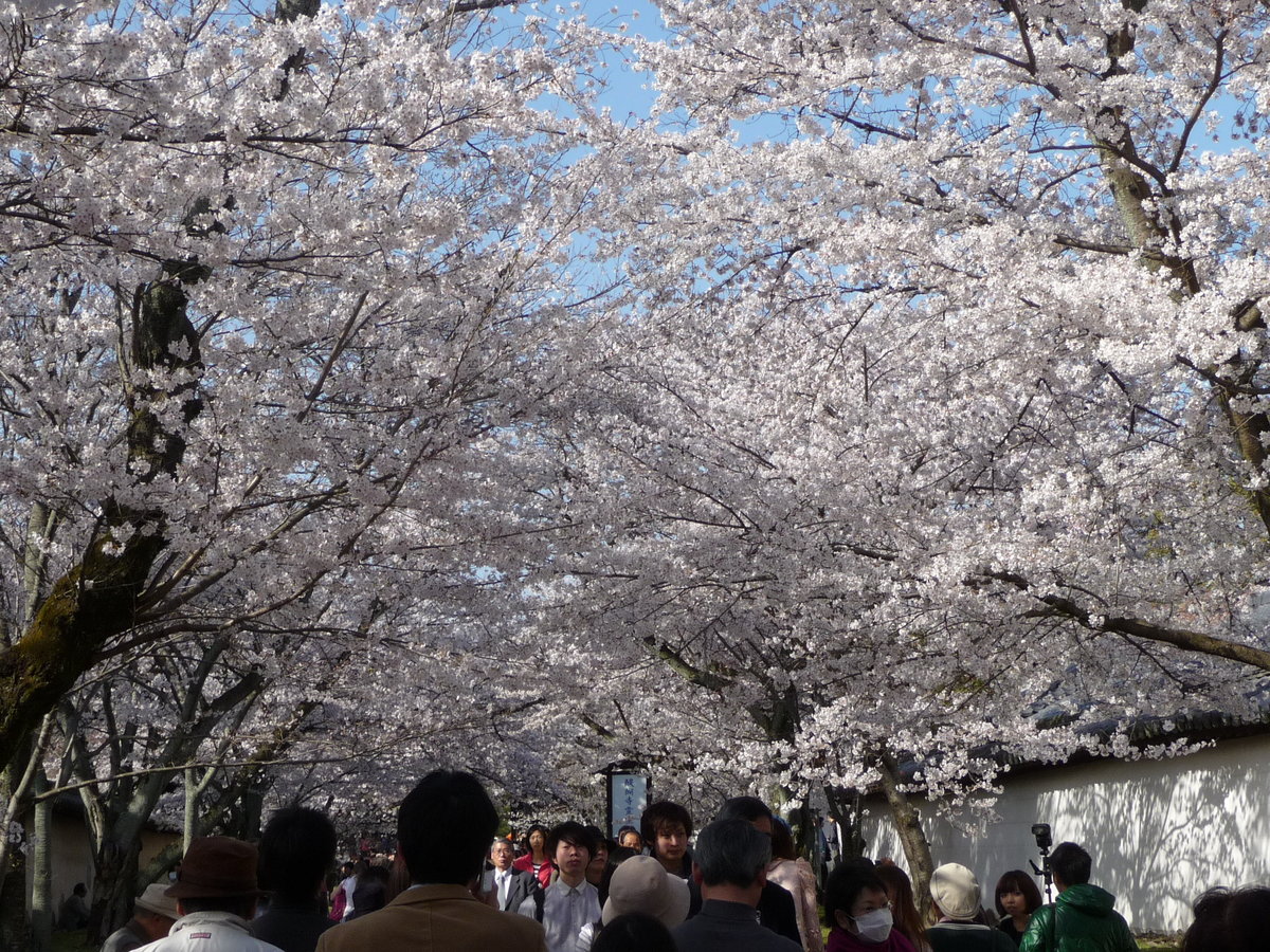 醍醐寺の桜