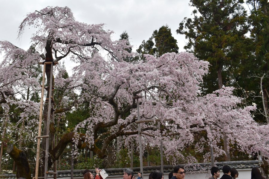 醍醐寺の桜