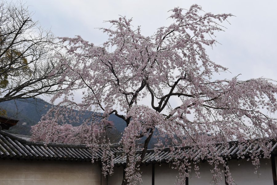 醍醐寺の桜